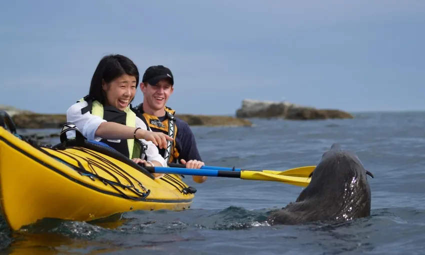 Kaikoura Kayak Rental 4 Hours - Book Now | Experience Oz