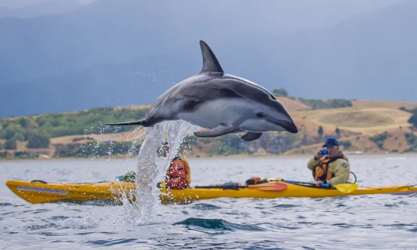 Kaikoura Kayak Rental 4 Hours - Book Now | Experience Oz