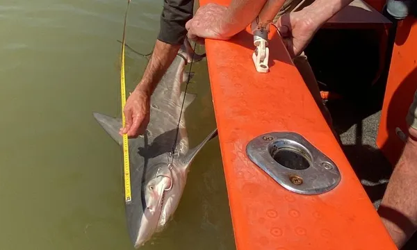 Australian Wild Tours Fishing Charters with Andrew Ucles