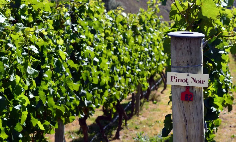 Queenstown Wine, Beer and Gin Tour - Book Now | Experience Oz-4