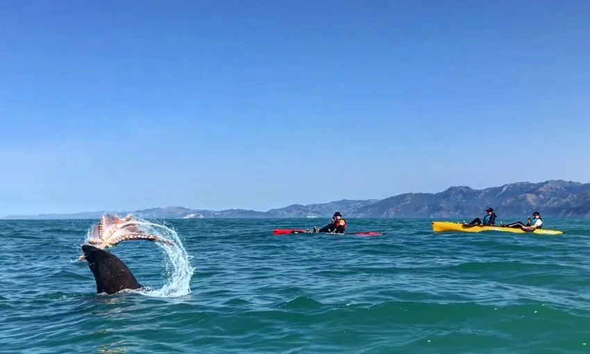 Seal Kayak Kaikoura Pedal Tour - Book Now | Experience Oz