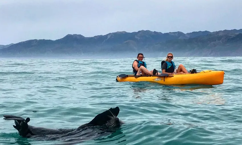 Seal Kayak Kaikoura Pedal Tour - Book Now | Experience Oz