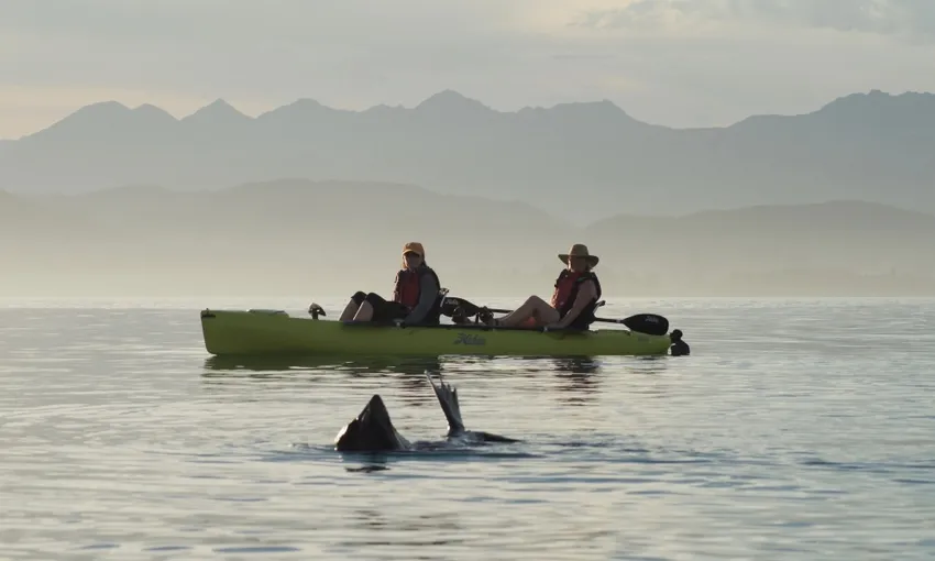 Seal Kayak Kaikoura Pedal Tour - Book Now | Experience Oz