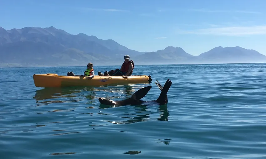 Seal Kayak Kaikoura Pedal Tour - Book Now | Experience Oz
