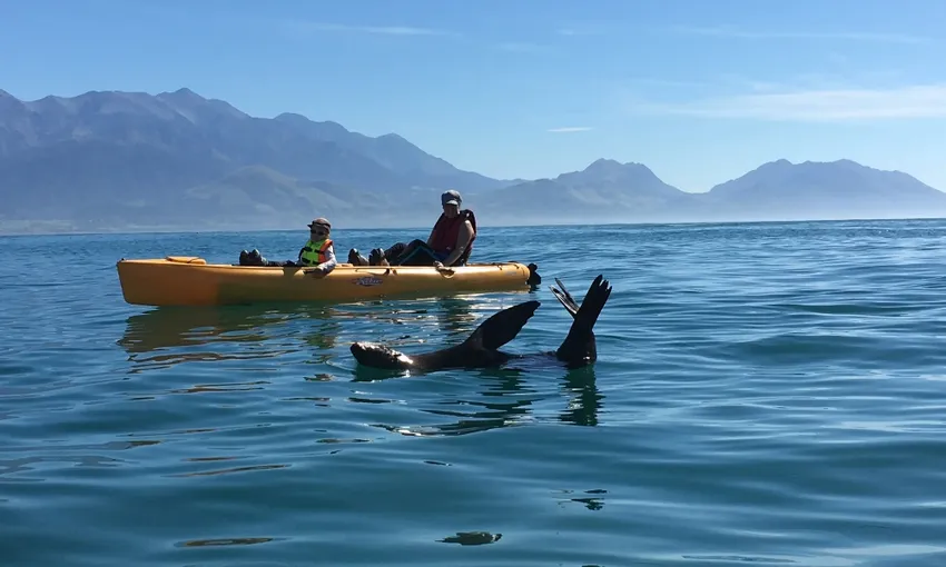 Kaikoura Kayak Tours for Families - Book Now | Experience Oz