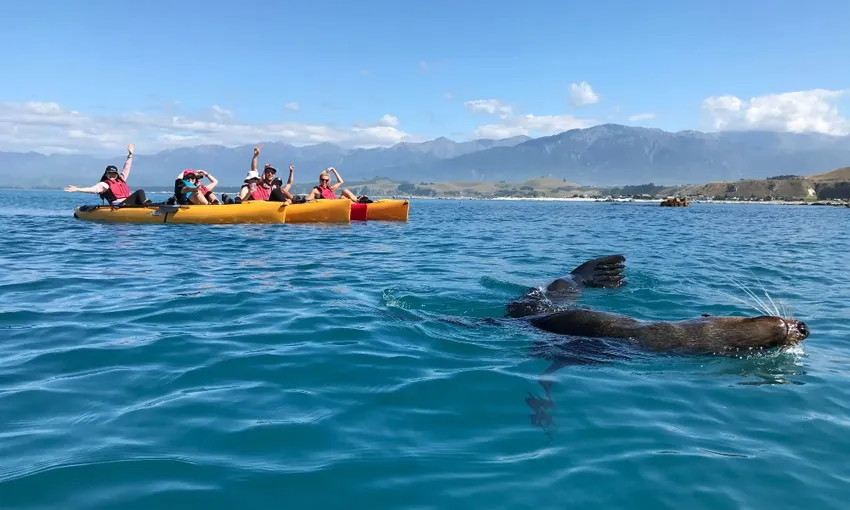 Kaikoura Kayak Tours for Families - Book Now | Experience Oz