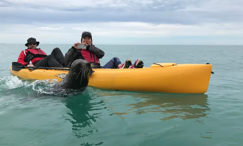 Kaikoura Kayak Tours for Families - Book Now | Experience Oz