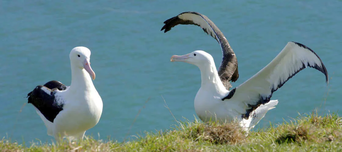 90 Minutes Unique Albatross Tour | Experience Oz		-2