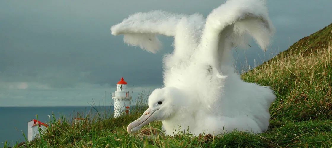 90 Minutes Unique Albatross Tour | Experience Oz		-6