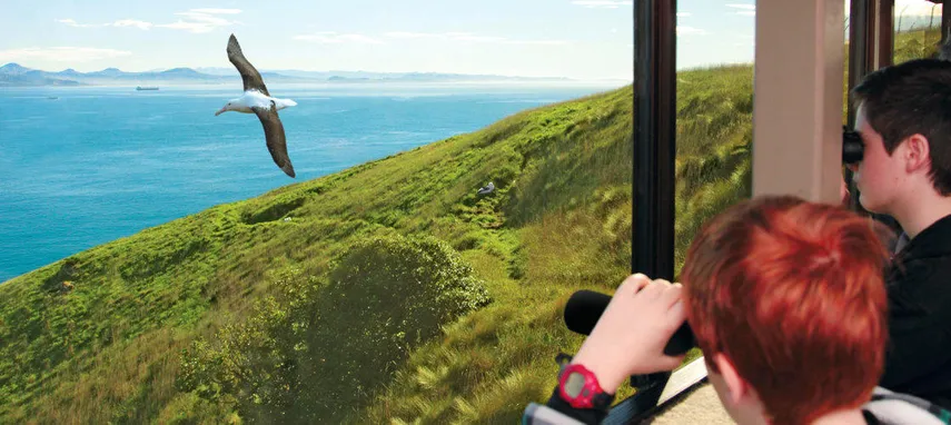 90 Minutes Unique Albatross Tour | Experience Oz