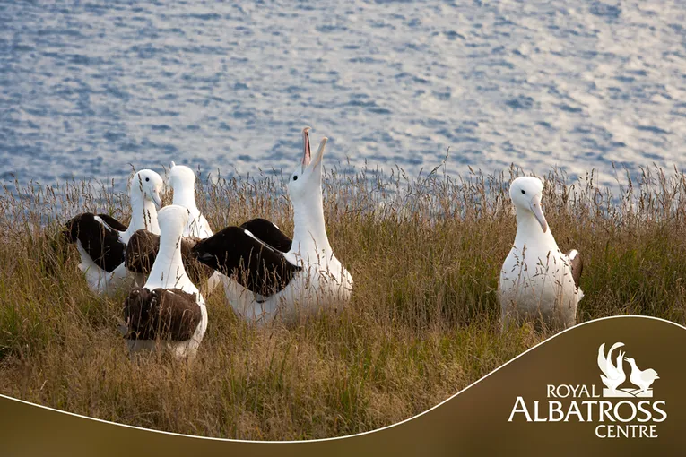 90 Minutes Unique Albatross Tour | Experience Oz