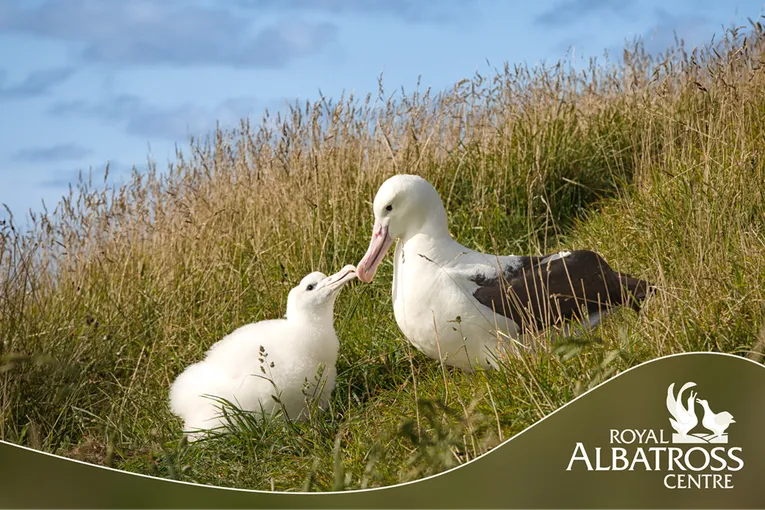 90 Minutes Unique Albatross Tour | Experience Oz