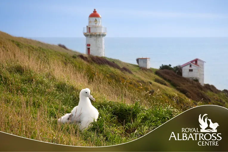 90 Minutes Unique Albatross Tour | Experience Oz		