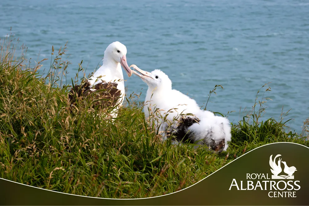 90 Minutes Unique Albatross Tour | Experience Oz		-2