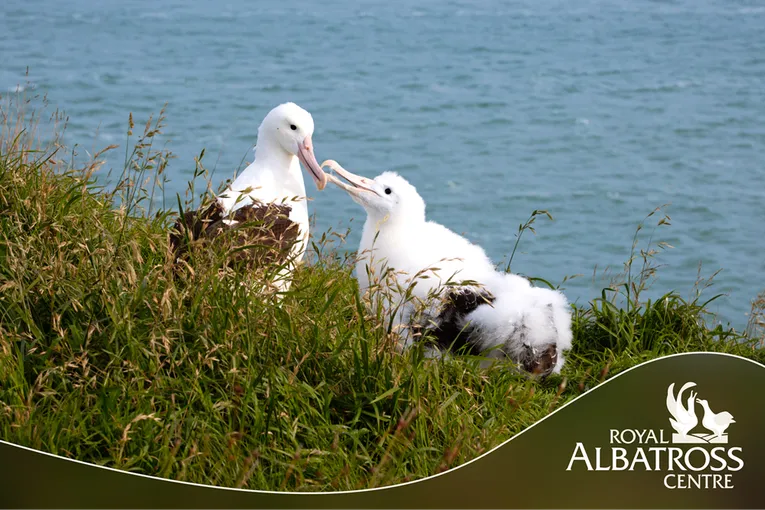 90 Minutes Unique Albatross Tour | Experience Oz