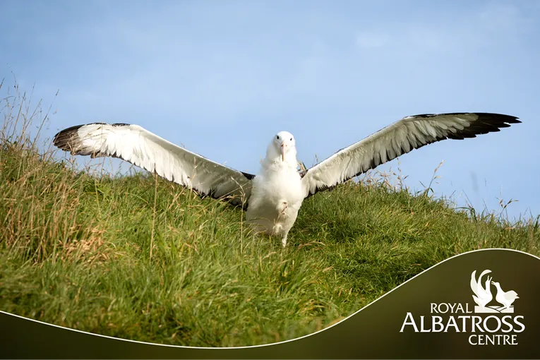 90 Minutes Unique Albatross Tour | Experience Oz		