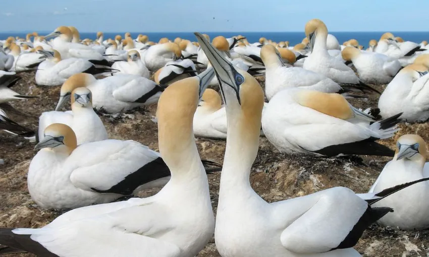 Muriwai Beach and Gannet Day Tour from Auckland - Book Now | Experience Oz