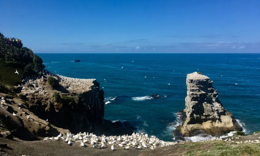 Muriwai Beach and Gannet Day Tour from Auckland - Book Now | Experience Oz