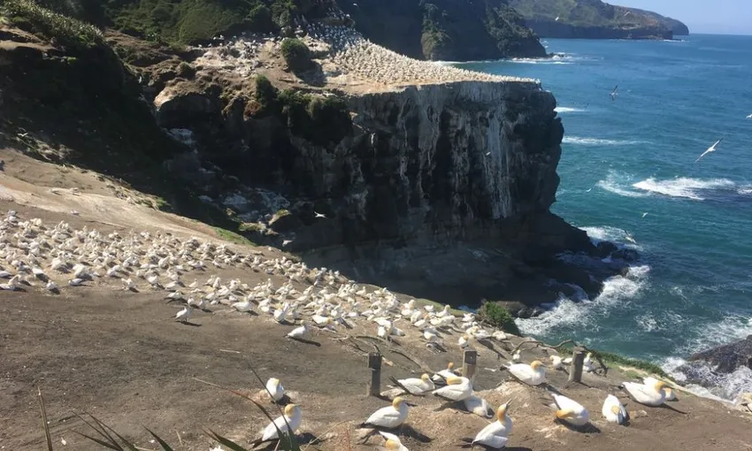 Muriwai Beach and Gannet Day Tour from Auckland - Book Now | Experience Oz