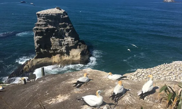 Muriwai Beach and Gannet Colony Eco Tour from Auckland
