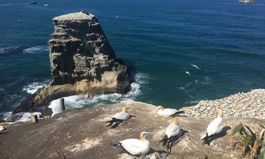 Muriwai Beach and Gannet Day Tour from Auckland - Book Now | Experience Oz