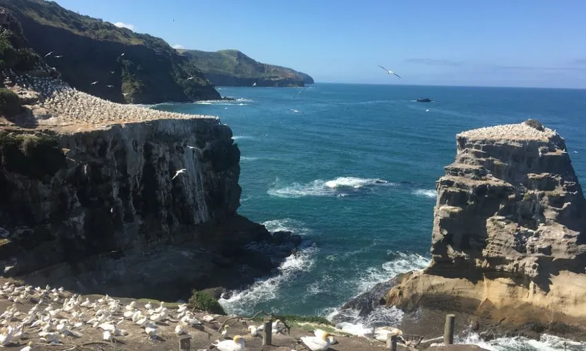 Muriwai Beach and Gannet Day Tour from Auckland - Book Now | Experience Oz