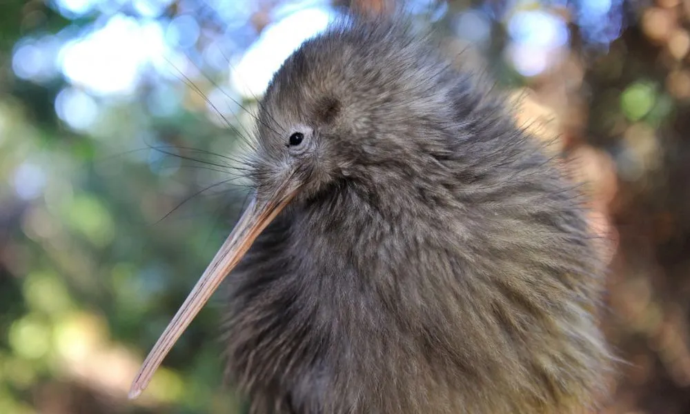 Small Group Rotorua Day Tour from Auckland - Book Now | Experience Oz-5