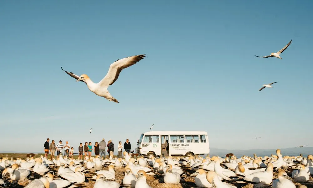 Cape Kidnappers Bird Watching Tour with Transfers - Book Now | Experience OZ-4