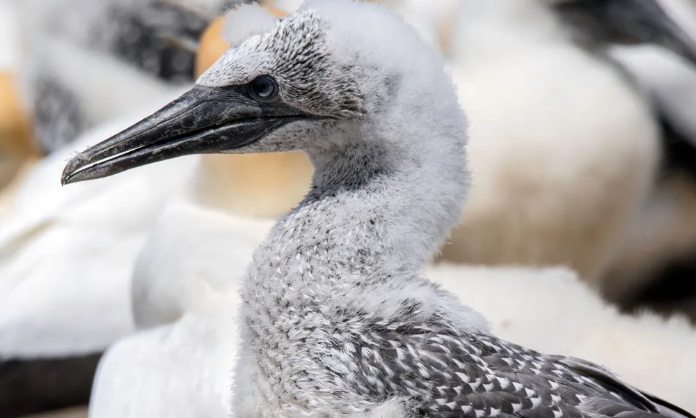 Cape Kidnappers Bird Watching Tour with Transfers - Book Now | Experience OZ-5