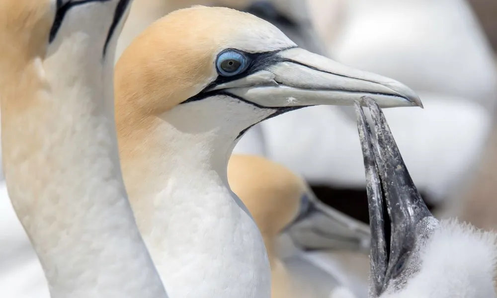 Cape Kidnappers Bird Watching Tour with Transfers - Book Now | Experience OZ-6