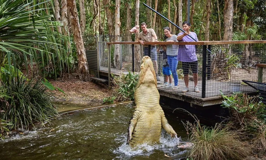 Hartley's Crocodile Adventures Cairns Croc Feed & Entry | Experience Oz