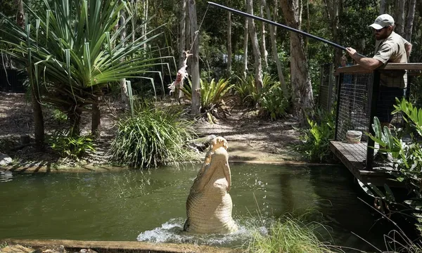 Hartleys Crocodile Adventures Entry & Croc Feeding Experience