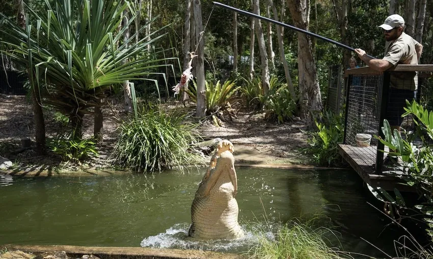 Hartley's Crocodile Adventures Cairns Croc Feed & Entry | Experience Oz