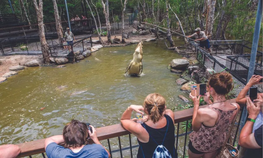 Hartley's Crocodile Adventures Cairns Croc Feed & Entry | Experience Oz