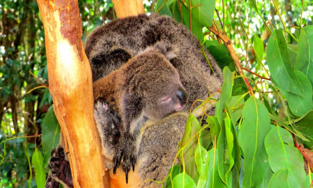 Cairns Breakfast with the Koalas - Book Now | Experience Oz-2
