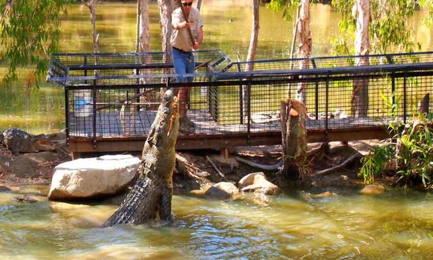Hartley's Crocodile Adventures Tickets Cairns | Experience Oz