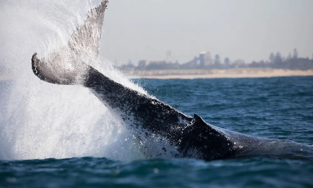Whale Watching Cruise in Newcastle - Book Now | Experience Oz-6