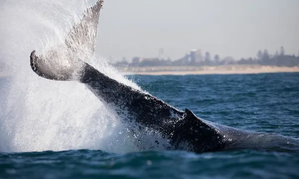 Whale Watching Cruise in Newcastle - 2 Hours