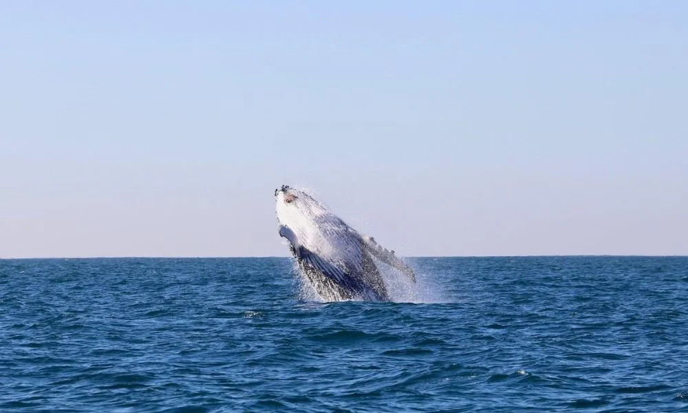 Whale Watching Cruise in Newcastle - Book Now | Experience Oz-5