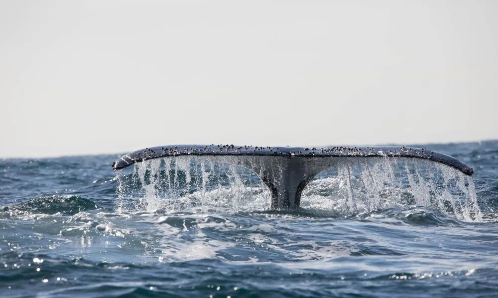 Whale Watching Cruise in Newcastle - Book Now | Experience Oz-3