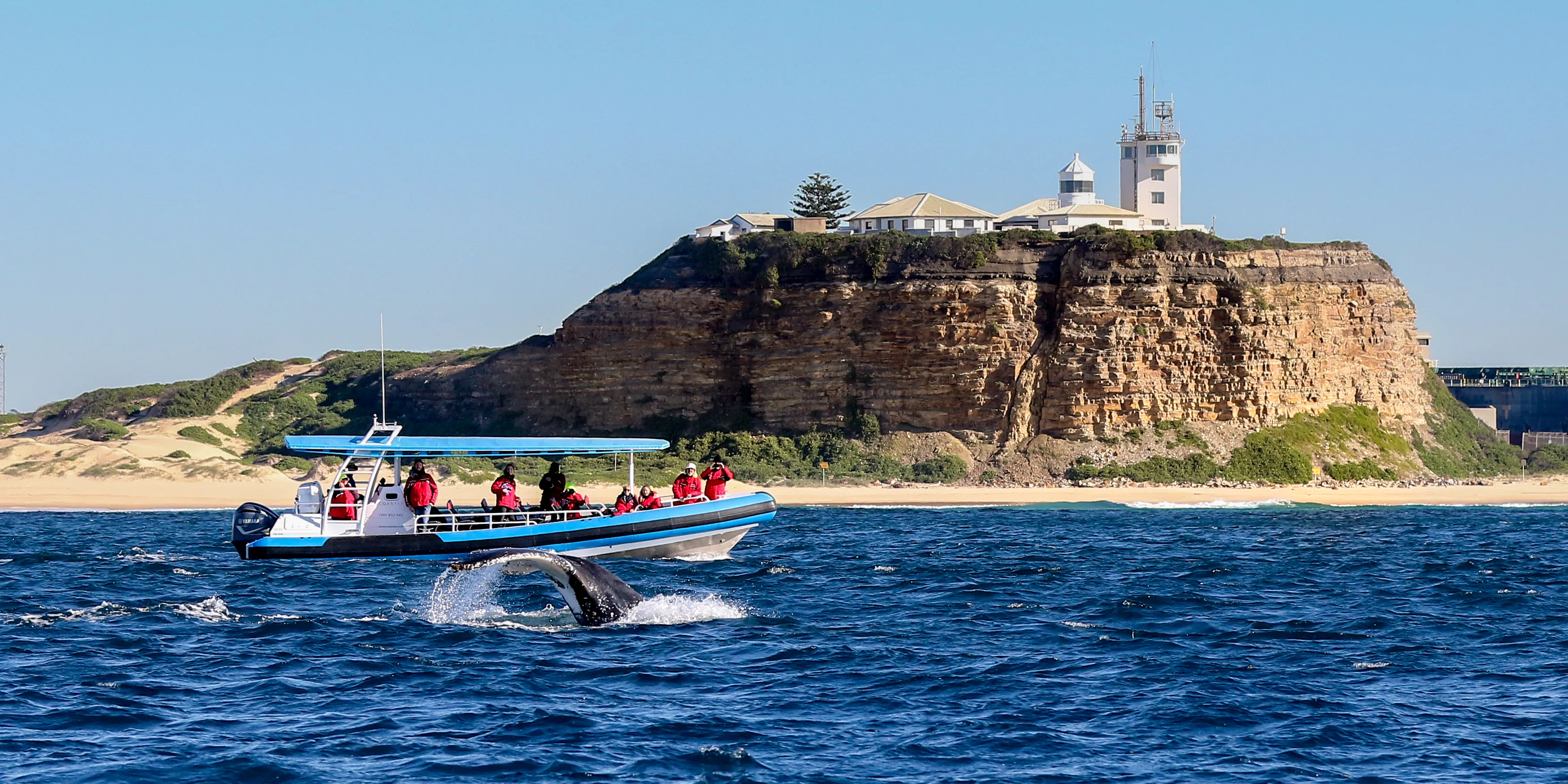 Whale Watching Cruise in Newcastle - Book Now | Experience Oz-8