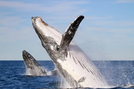 Whale Watching Cruise in Newcastle - 2 Hours