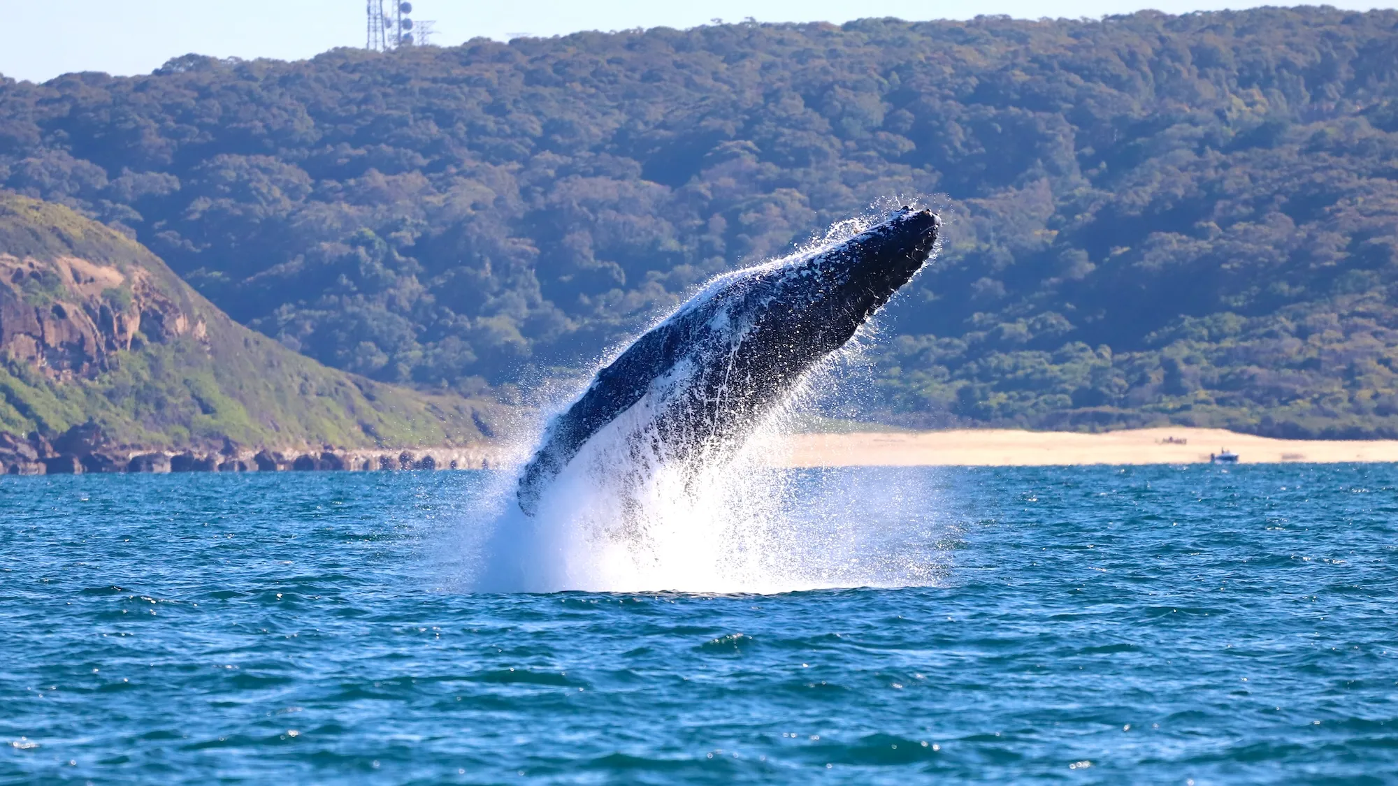 Whale Watching Cruise in Newcastle - Book Now | Experience Oz-8