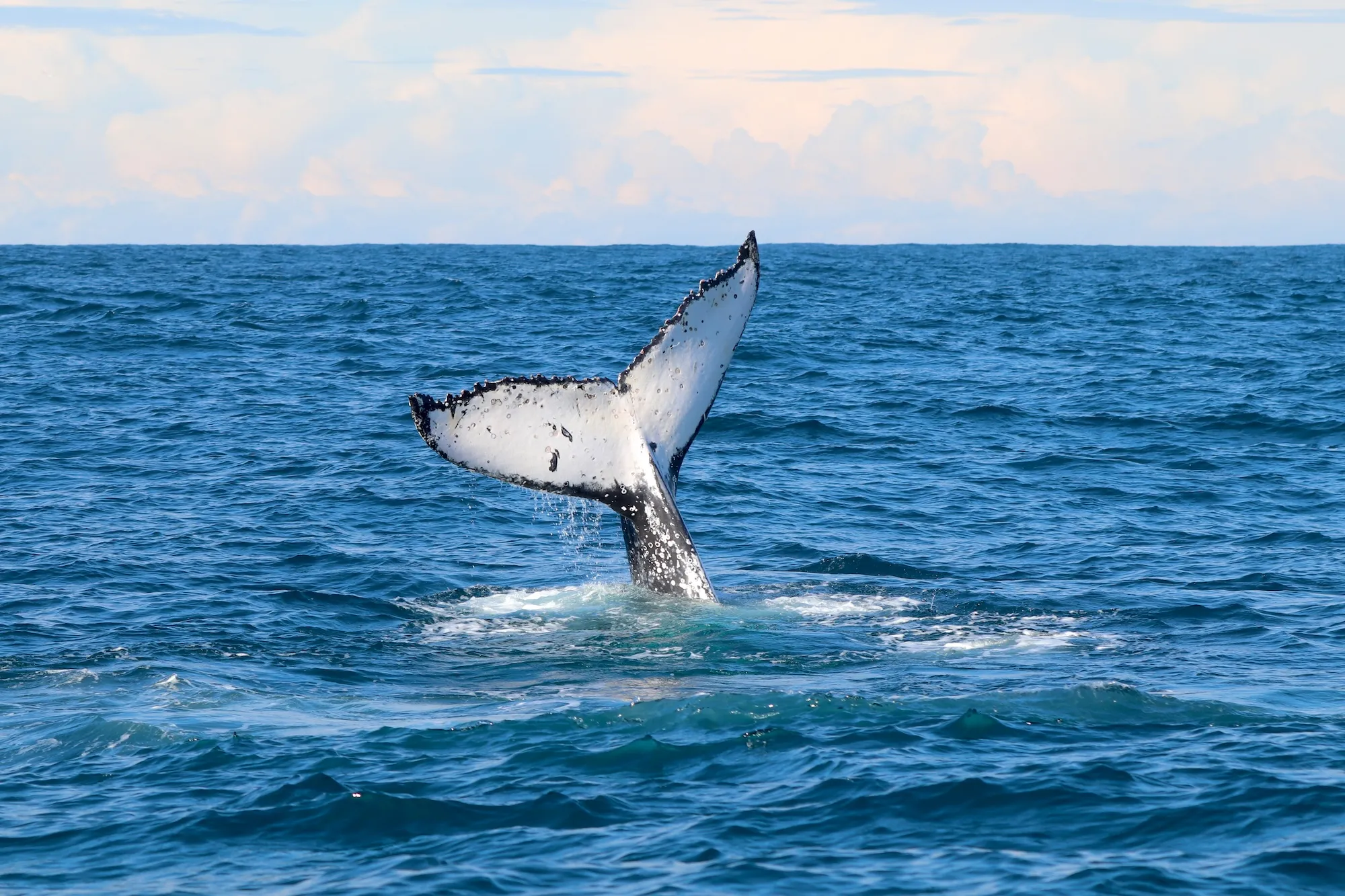 Whale Watching Cruise in Newcastle - Book Now | Experience Oz-13