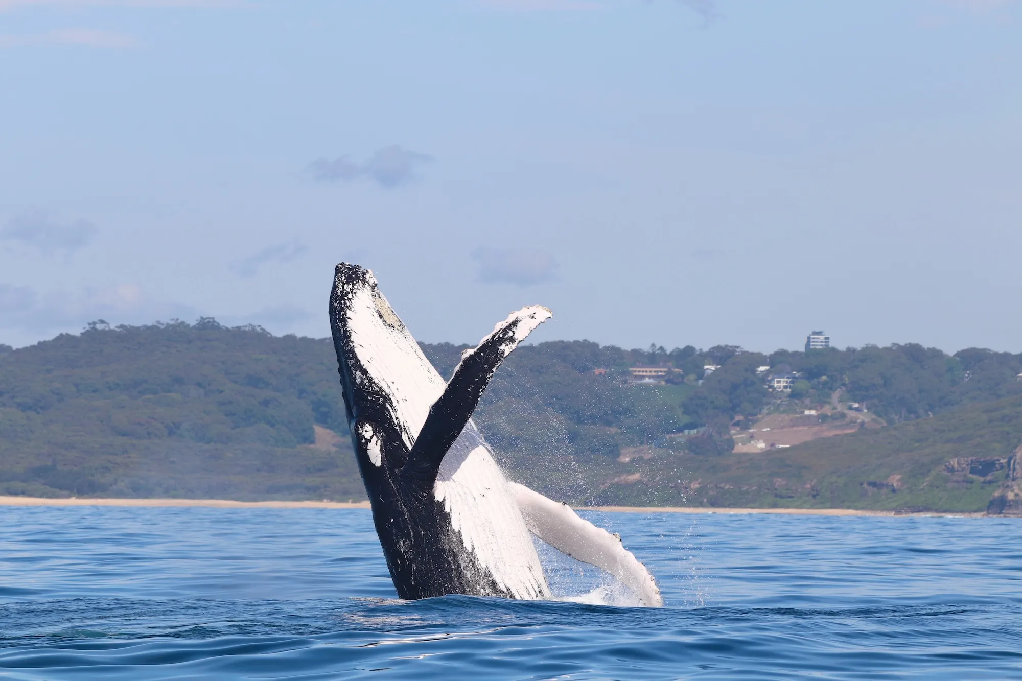 Whale Watching Cruise in Newcastle - Book Now | Experience Oz-14