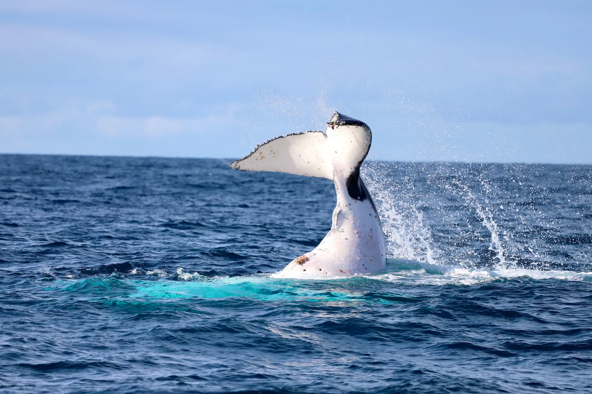 Whale Watching Cruise in Newcastle - Book Now | Experience Oz-15