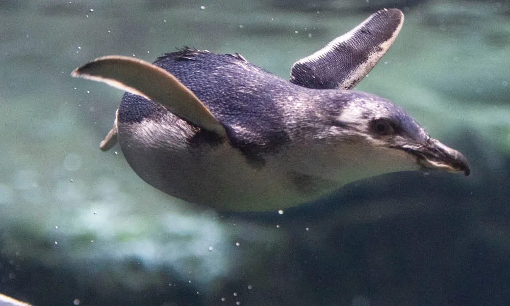 International Antarctic Centre General Admission - Book Now | Experience OZ-7