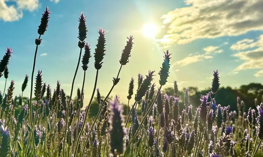 Pinnacles, Lobster & Lavender Day Tour From Perth | Experience Oz