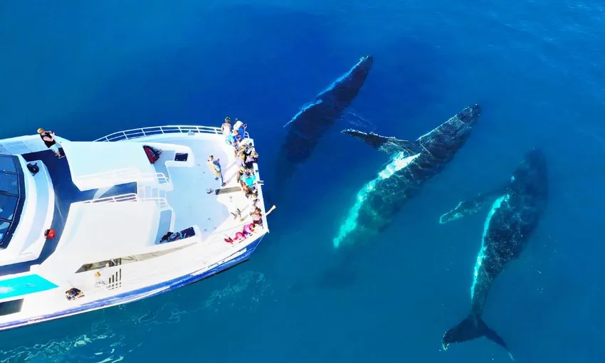 Hervey Bay 4 Hour Whale Watching Tour | Experience Oz