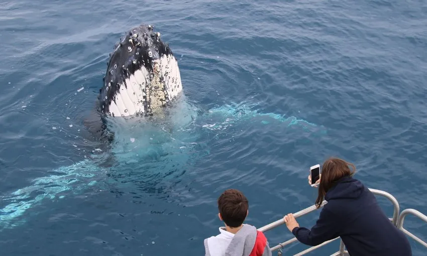 Hervey Bay 4 Hour Whale Watching Tour | Experience Oz